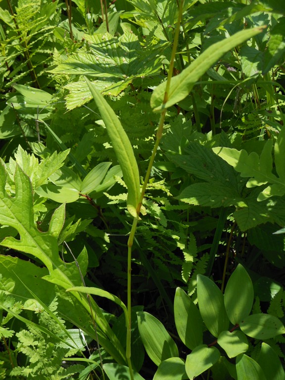 Изображение особи Bistorta manshuriensis.