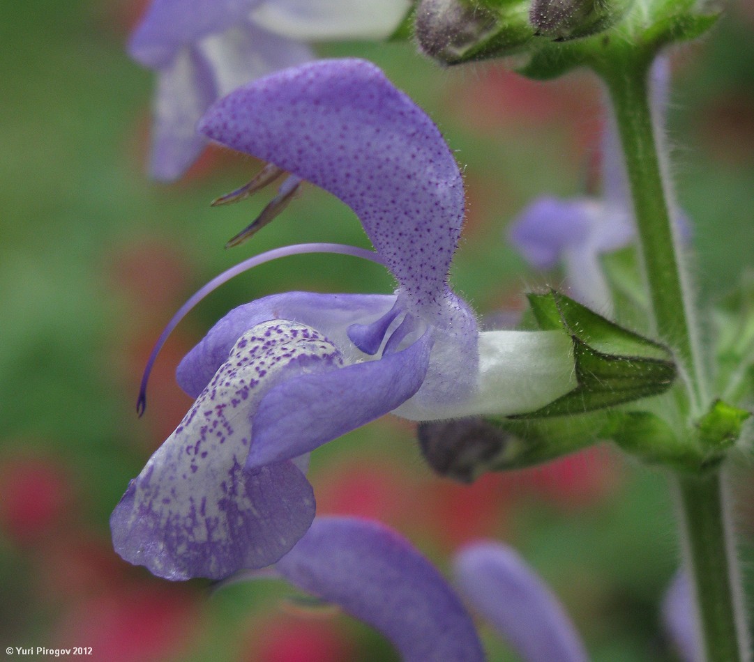 Image of Salvia forskahlei specimen.