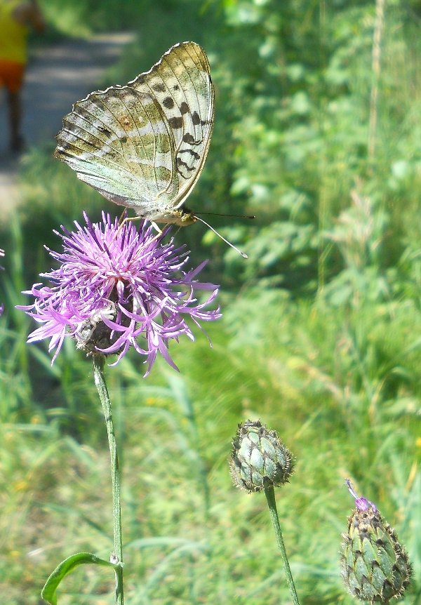 Image of Centaurea scabiosa specimen.