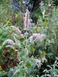 Mentha longifolia