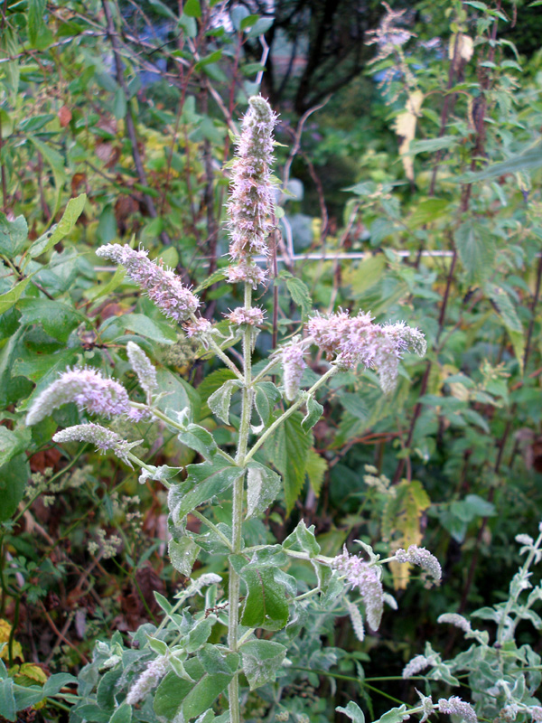 Изображение особи Mentha longifolia.