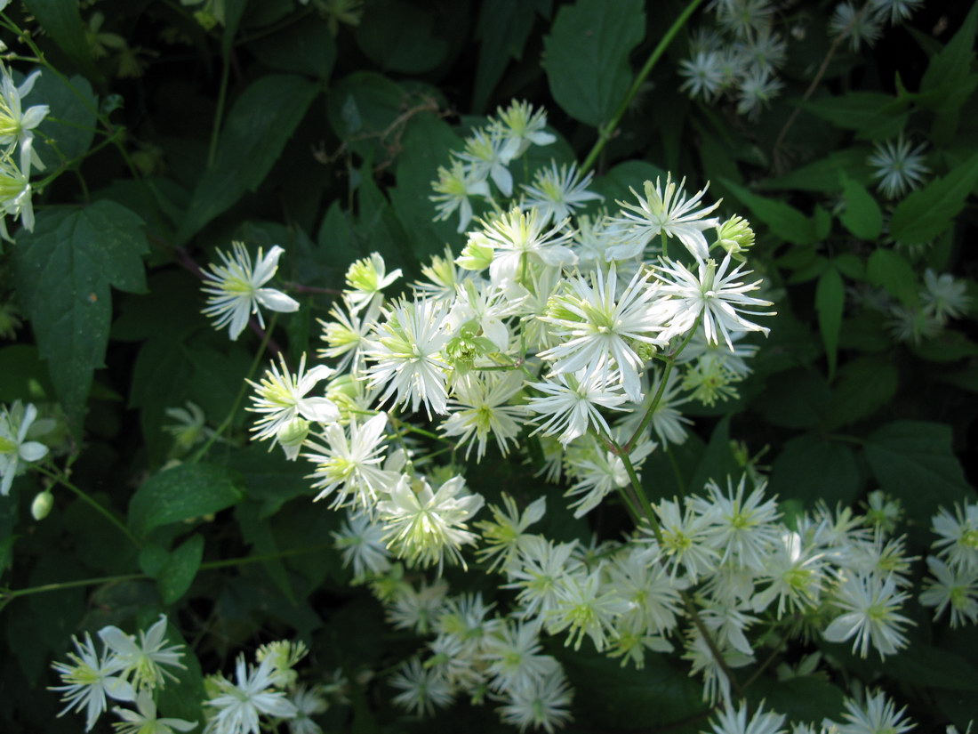 Изображение особи Clematis brevicaudata.