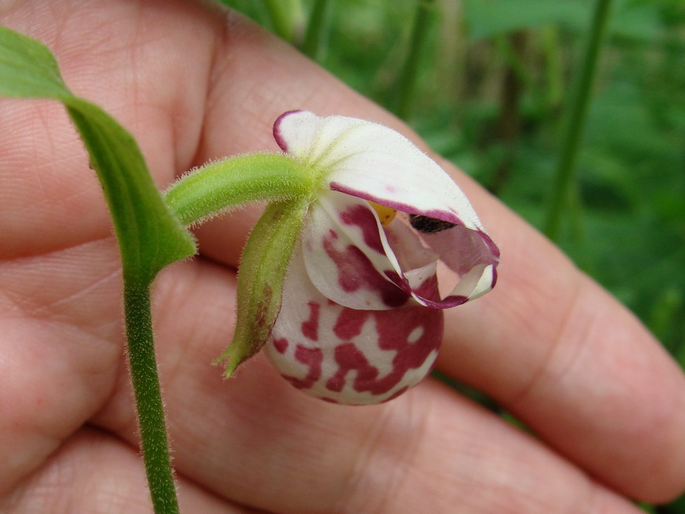 Image of Cypripedium guttatum specimen.