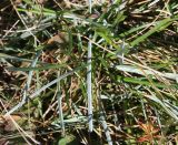 Sesleria caerulea. Вегетирующее растение. Сизые листья видны своей верхней стороной, ярко-зелёные листья - нижней стороной. Ленинградская обл., Гатчинский р-н, окр. пос. Пудость, заболоченный луг на известняке. 09.09.2012.