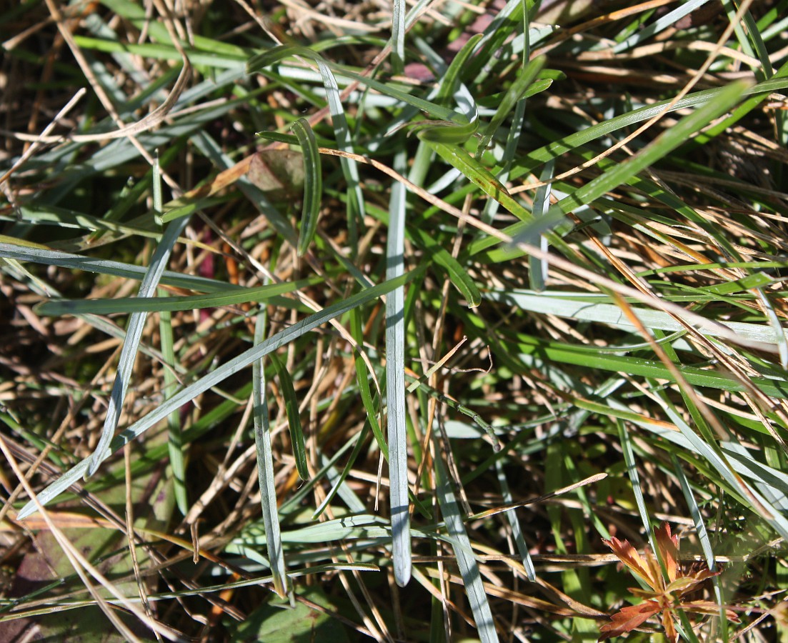 Изображение особи Sesleria caerulea.