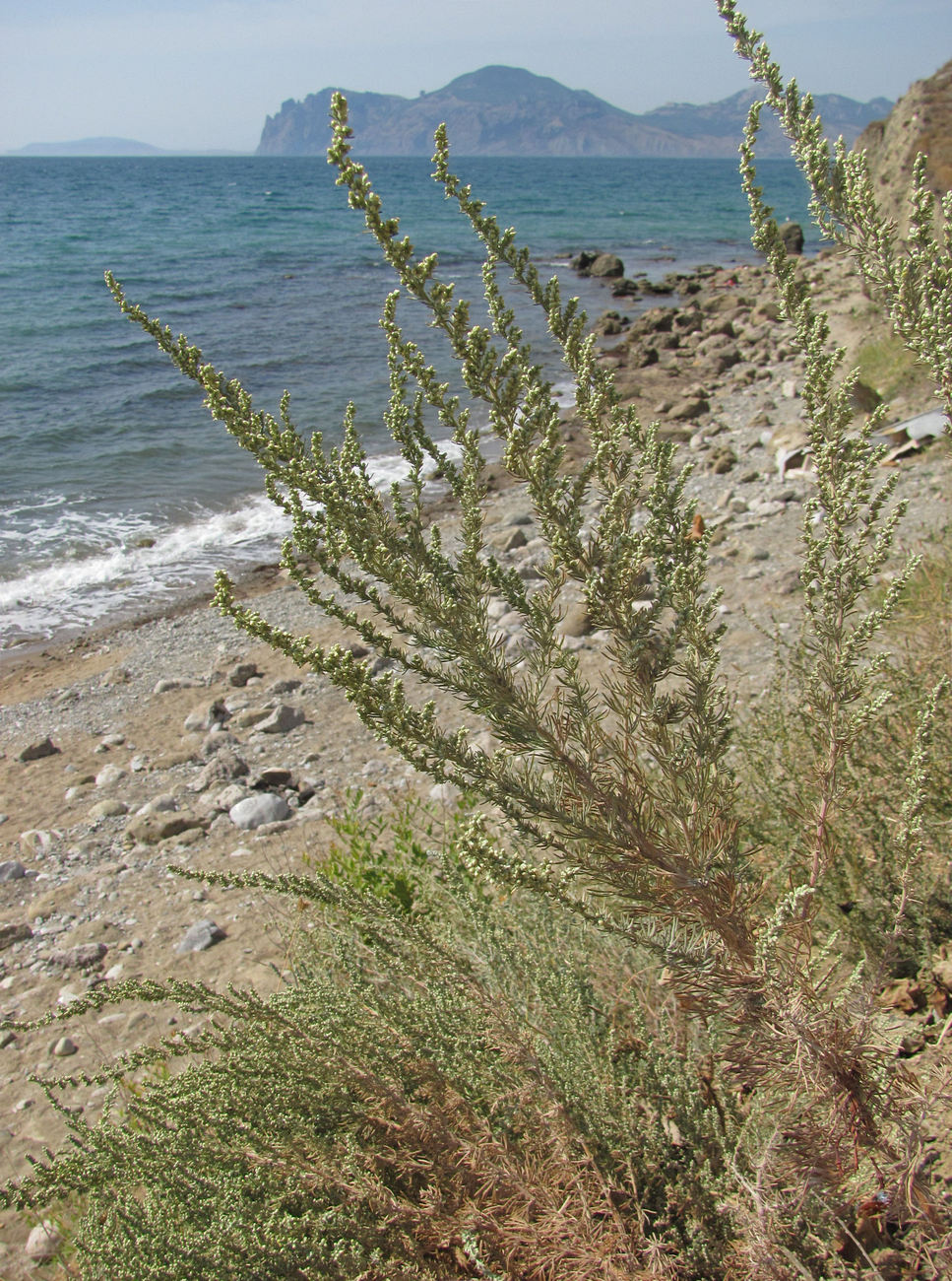 Изображение особи Artemisia marschalliana.