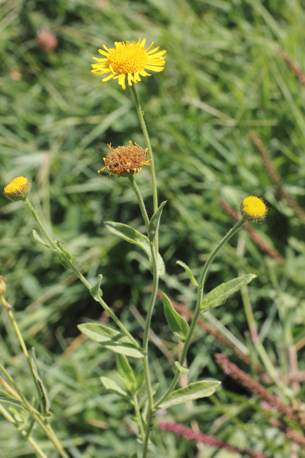 Изображение особи Pulicaria dysenterica.