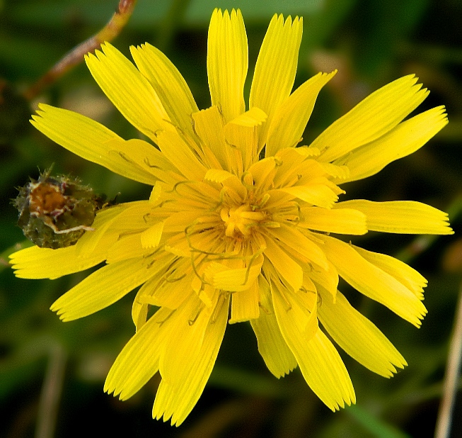 Изображение особи Scorzoneroides autumnalis.