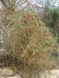 Chenopodium nutans