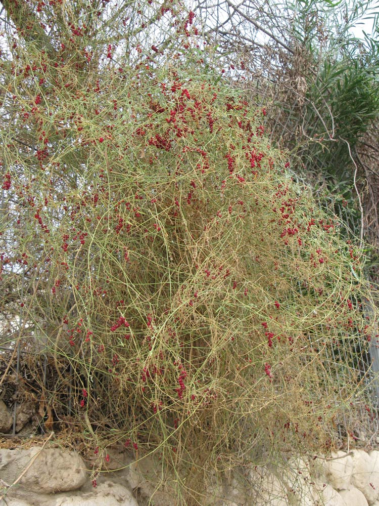 Image of Chenopodium nutans specimen.