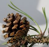 Pinus contorta