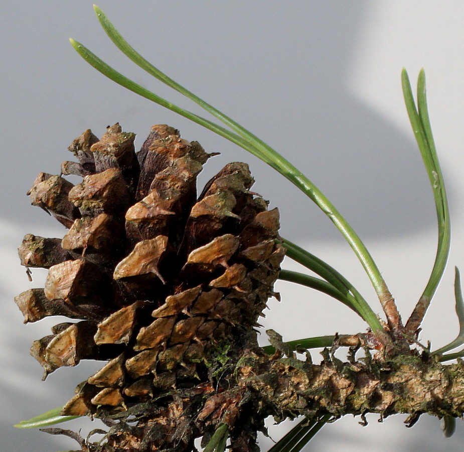 Image of Pinus contorta specimen.