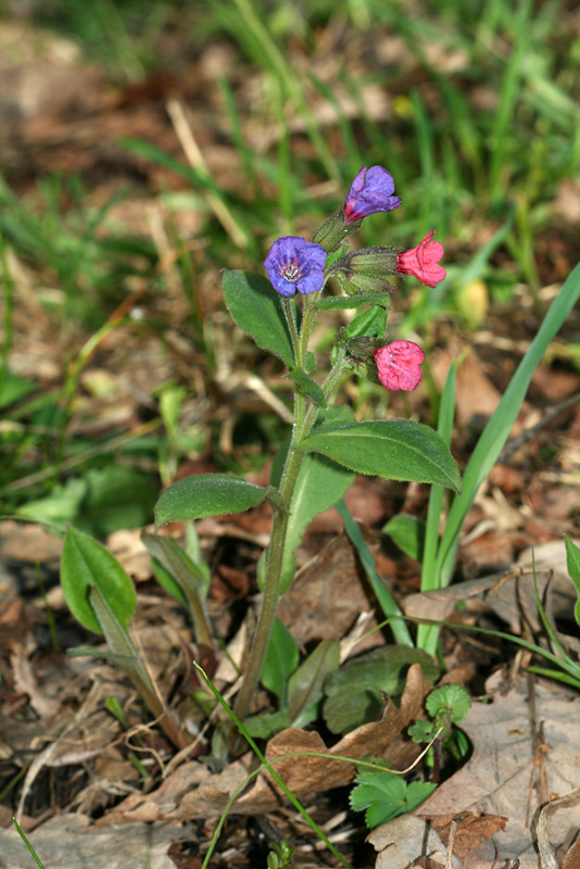 Изображение особи Pulmonaria obscura.