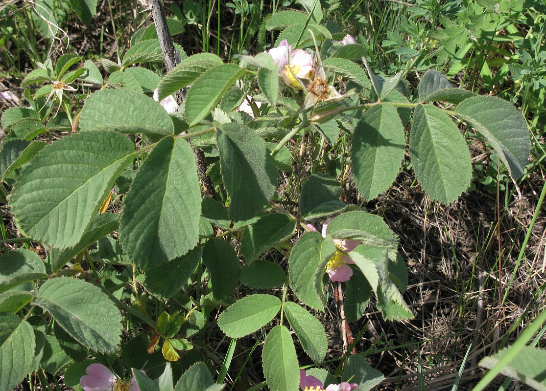 Изображение особи Rosa subpomifera.