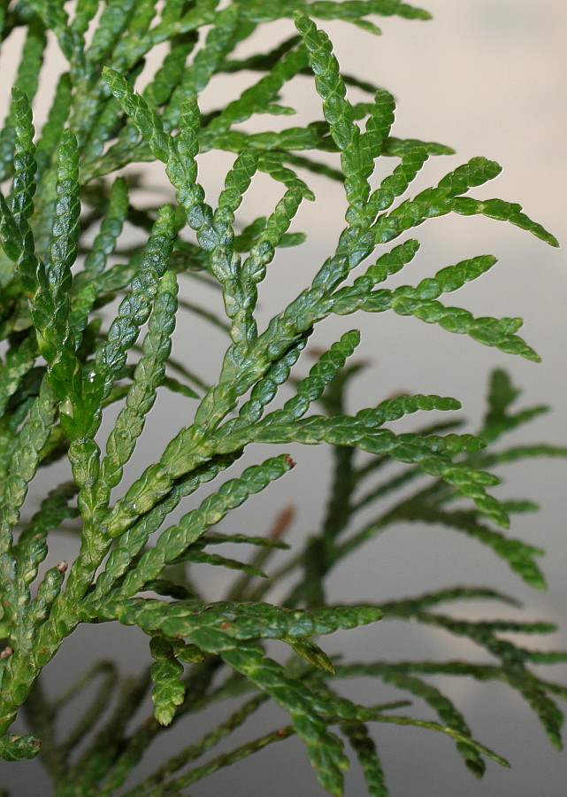 Изображение особи Thuja occidentalis.