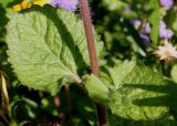 Ageratum houstonianum