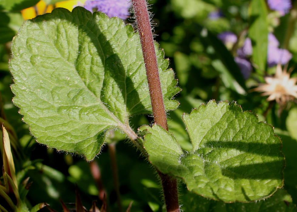 Image of Ageratum houstonianum specimen.