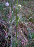 Daucus carota