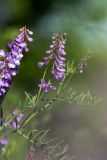 Vicia tenuifolia. Верхушка растения с соцветиями. Ростовская обл., Октябрский р-н, ГПП \"Персиановская степь\", на верху правого берега р. Аюта. 01.06.2011.