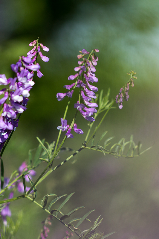 Image of Vicia tenuifolia specimen.
