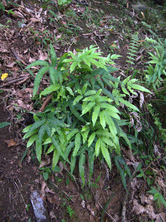 Image of Pteris cretica specimen.