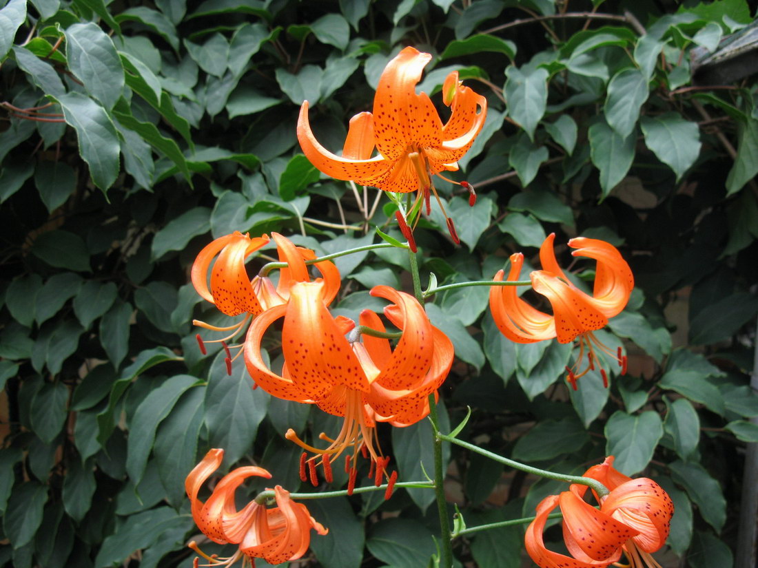 Image of Lilium davidii specimen.