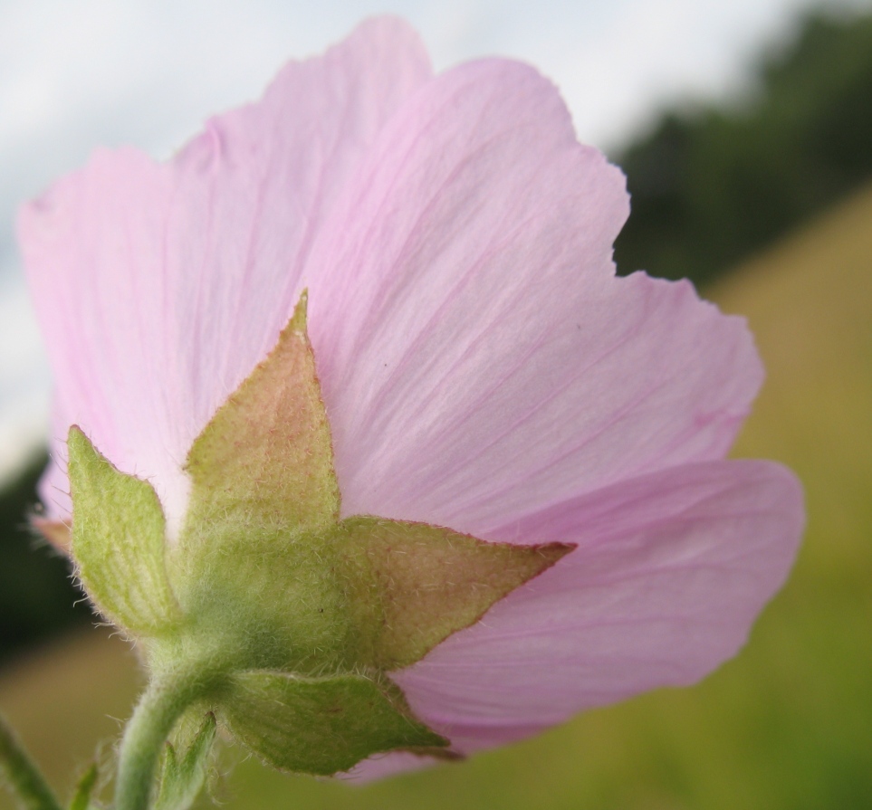 Image of Malva excisa specimen.