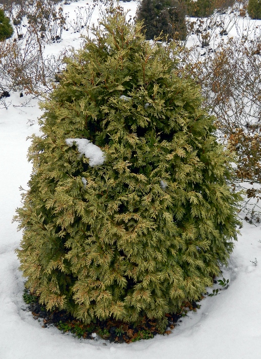 Изображение особи Thuja occidentalis.