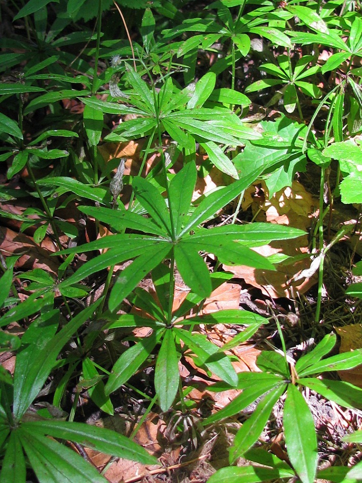 Image of Galium odoratum specimen.