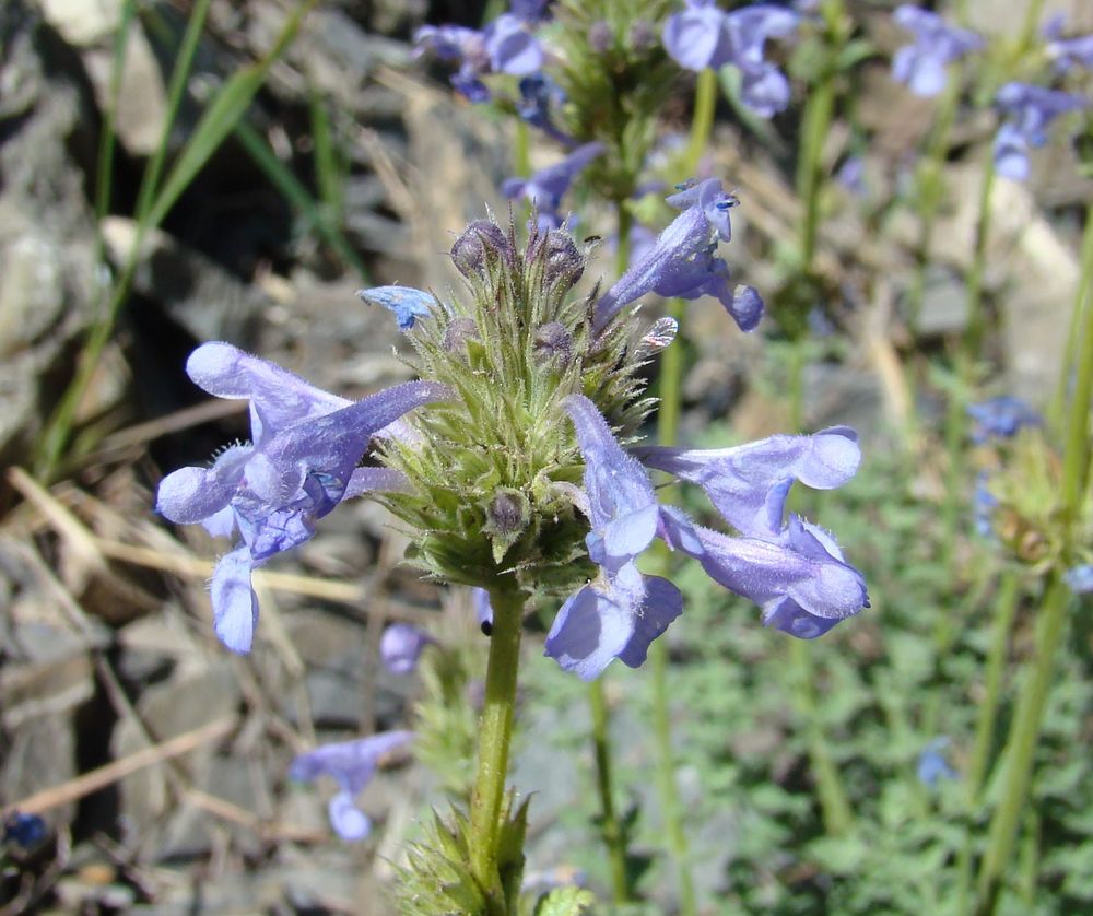 Image of Nepeta pseudokokanica specimen.