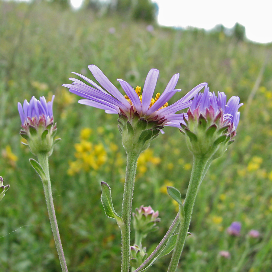 Изображение особи Aster amellus.