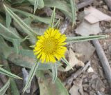 Pallenis spinosa. Соцветие. Израиль, Северный Негев, лес Лаав. 26.03.2013.