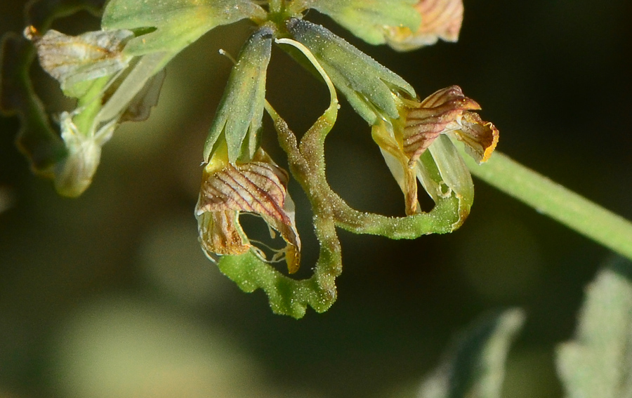 Изображение особи Hippocrepis areolata.