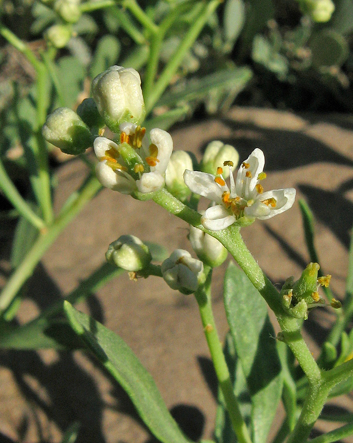 Image of Nitraria schoberi specimen.