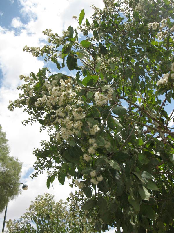 Изображение особи Corymbia torelliana.