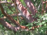 Arbutus andrachne