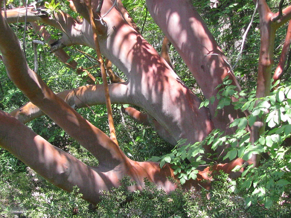 Image of Arbutus andrachne specimen.