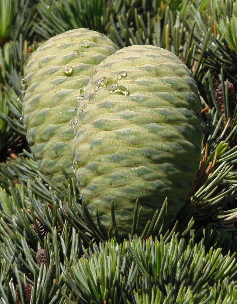 Image of Cedrus libani specimen.