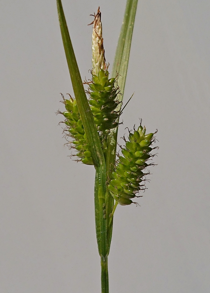 Image of Carex pallescens specimen.