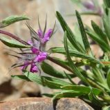 Stachys lavandulifolia. Нижняя часть побега с соцветием. Армения, Вайоц Дзор, окр. монастыря Спитакавор, каменистый склон. 02.05.2013.