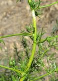 Asparagus verticillatus. Часть побега. Крым, Ленинский р-н, окр. г. Щелкино, берег оз. Акташ, залежь. 19 июня 2013 г.