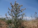 Echium biebersteinii