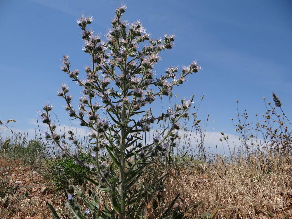 Изображение особи Echium biebersteinii.