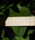 Scrophularia nodosa. Нижний лист. Ростовская обл., дельта Дона, Азовский р-н, хутор Узяк. 18.07.2012.
