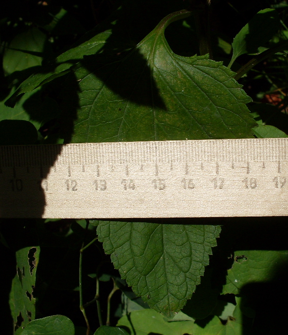 Image of Scrophularia nodosa specimen.