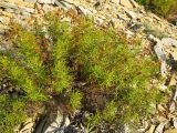 Veronica filifolia. Верхушка плодоносящего растения. Краснодарский край, м.о. город-курорт Анапа, окр. пос. М. Утриш, прибрежная гора, обрывисто-осыпной береговой склон. 28.07.2013.