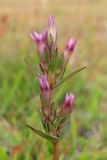 Gentianella amarella