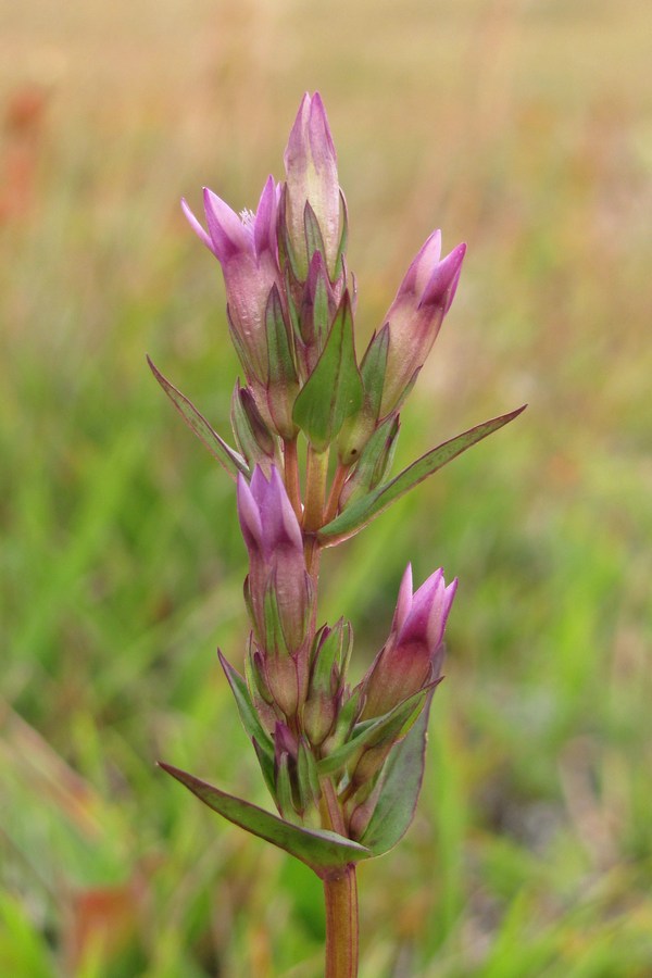 Image of Gentianella amarella specimen.