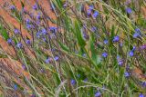 Anchusa azurea. Верхушка растения с соцветиями. Крым, Севастополь, окр. пос. Любимовка. 28 мая 2013 г.