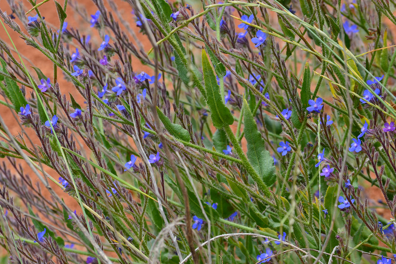 Image of Anchusa azurea specimen.